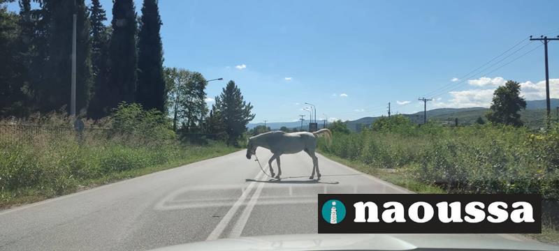 Άλογο στον κεντρικό δρόμο Νάουσας-Βέροιας 