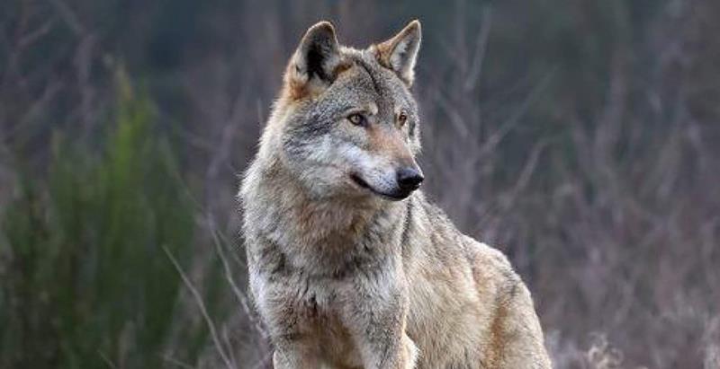 Πληθαίνουν οι εμφανίσεις λύκων στον δήμο Νάουσας