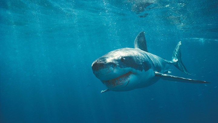 Προς εξαφάνιση οι καρχαρίες και τα σαλάχια στους ωκεανούς - Πόσο έχουν μειωθεί από το 1970 μέχρι σήμερα