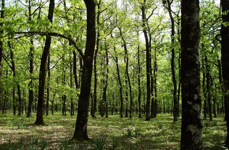 Απαγόρευσης κυκλοφορίας στην περιοχή ευθύνης του Δασαρχείου Βέροιας και Δασαρχείου Νάουσας, εξαιρουμένης της περιοχής εντός του άλσους Αγίου Νικολάου του Δήμου Νάουσας